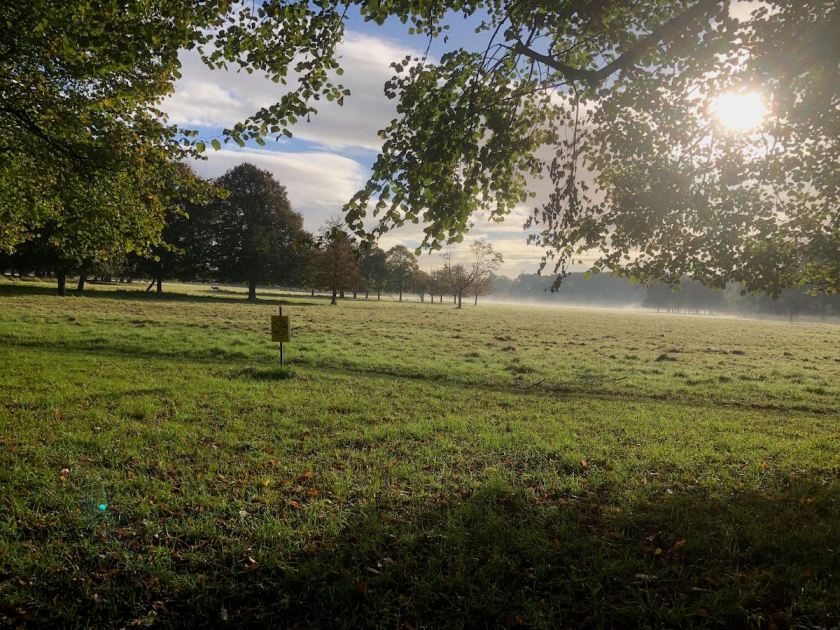 An expanse of parkland, a thin layer of mist hanging above the grass, sun peeping through the trees