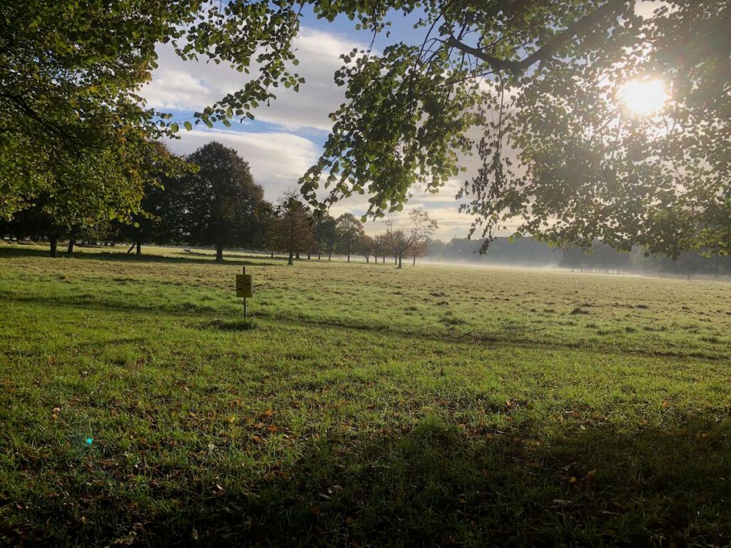 An expanse of parkland, a thin layer of mist hanging above the grass, sun peeping through the trees